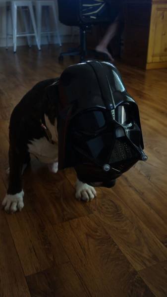 Cute And Funny Pets (62 pics)