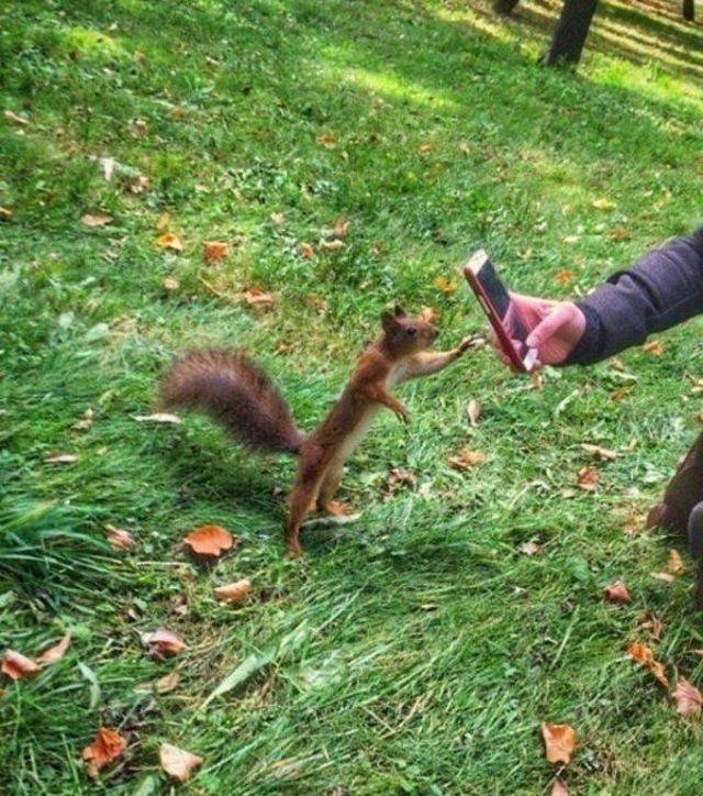 Funny Animals (55 pics)