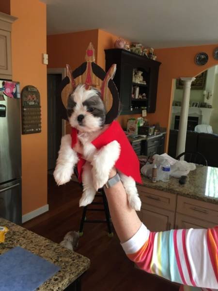 Cute And Funny Pets (62 pics)