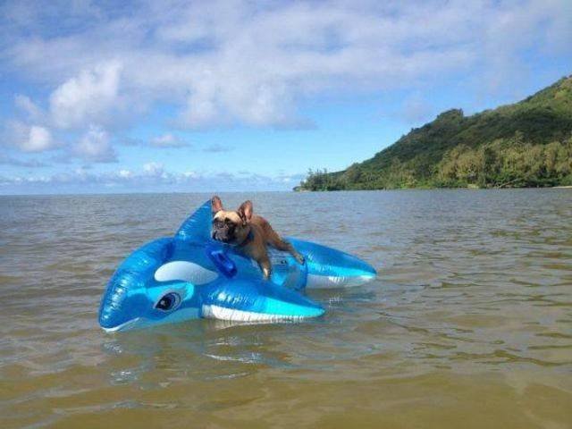 Funny Animals (55 pics)