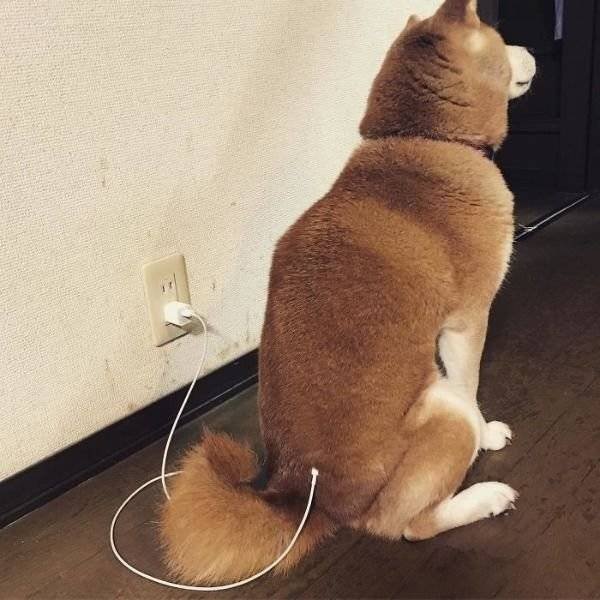 Cute And Funny Pets (62 pics)