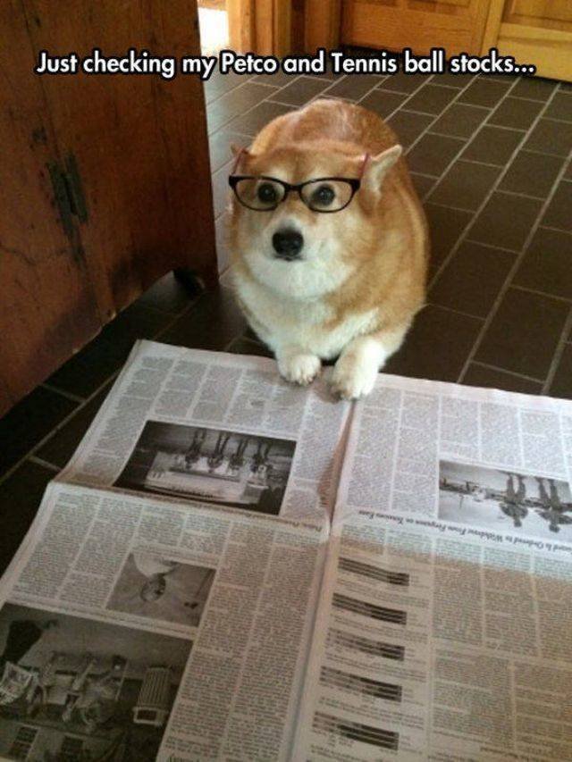 Funny Animals (55 pics)