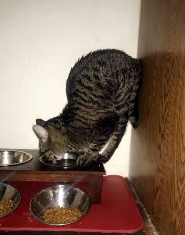 Funny Animals (55 pics)