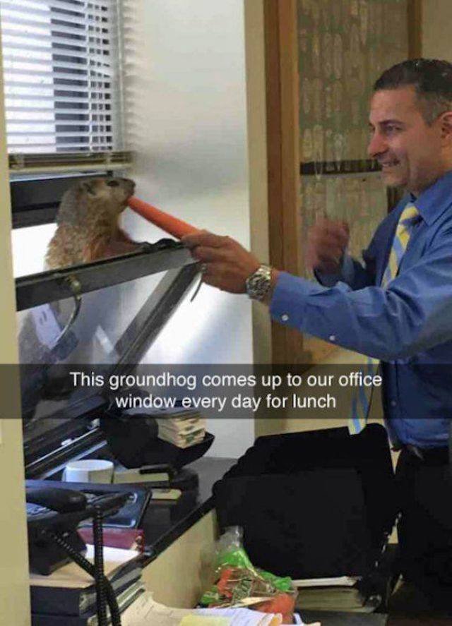 Funny Animals (55 pics)