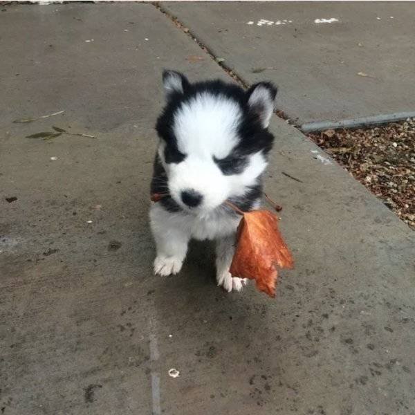 Cute And Funny Pets (62 pics)