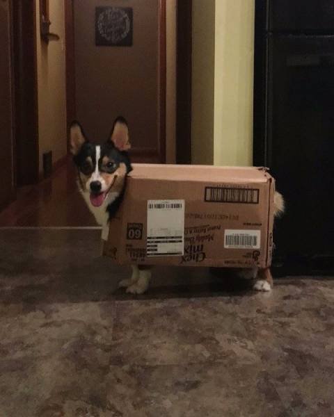Cute And Funny Pets (62 pics)
