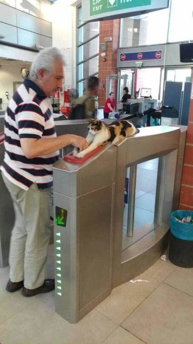 Funny Animals (55 pics)