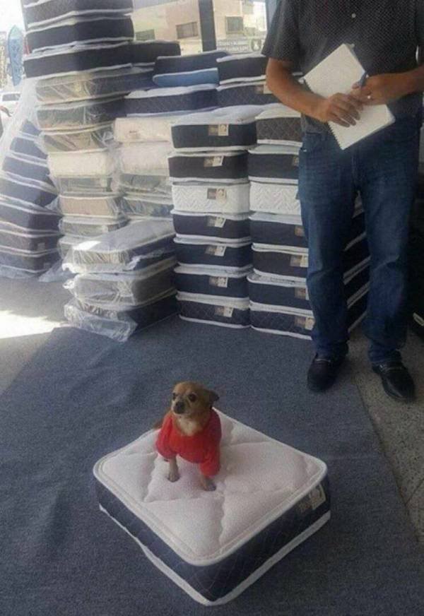 Funny Animals (55 pics)