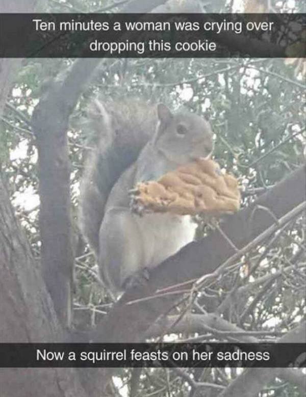 Funny Animals (55 pics)