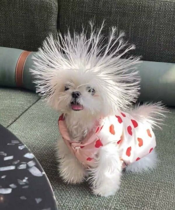 Funny Animals (55 pics)