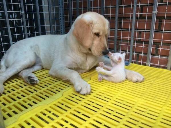 Funny Animals (55 pics)
