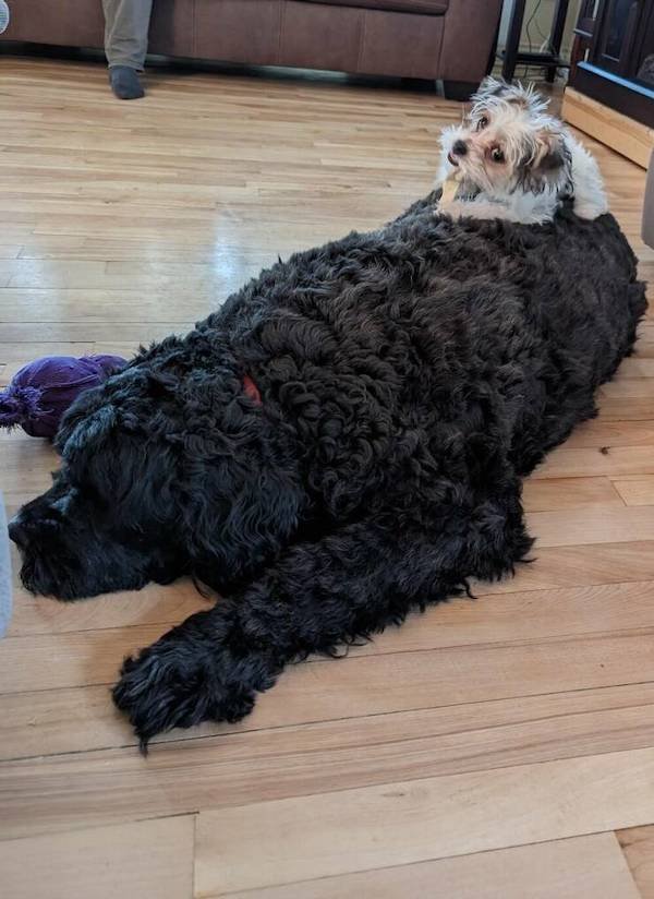 Funny Animals (55 pics)