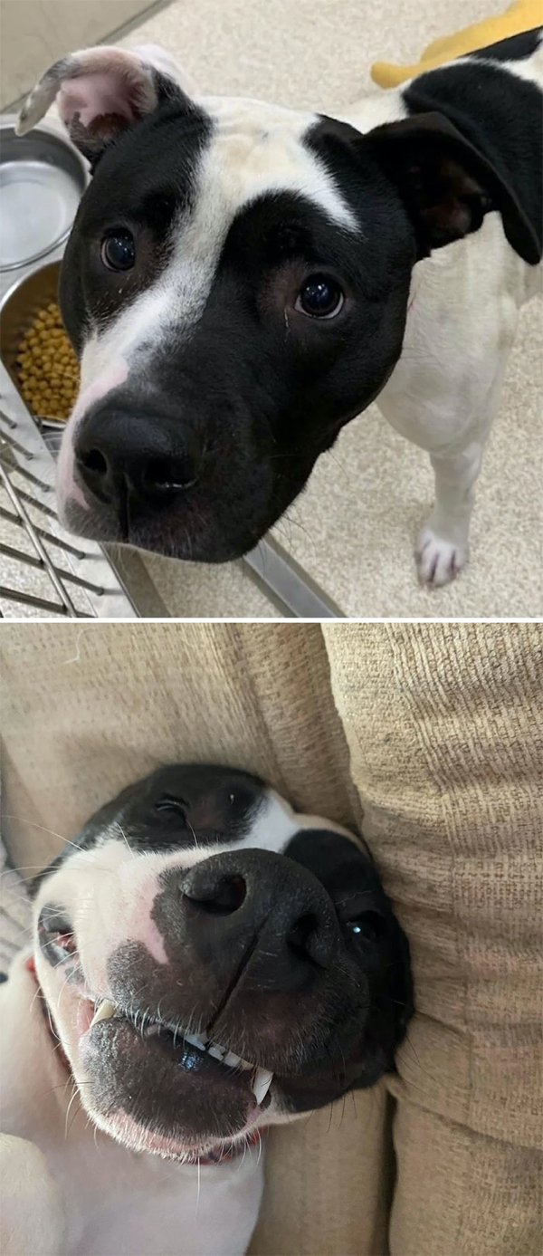 Dogs Before And After Adoption (30 pics)