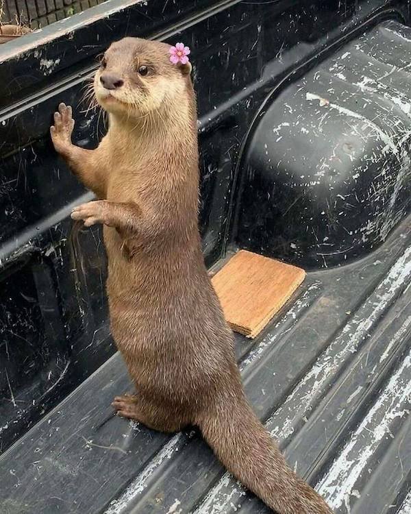Funny Animals (55 pics)