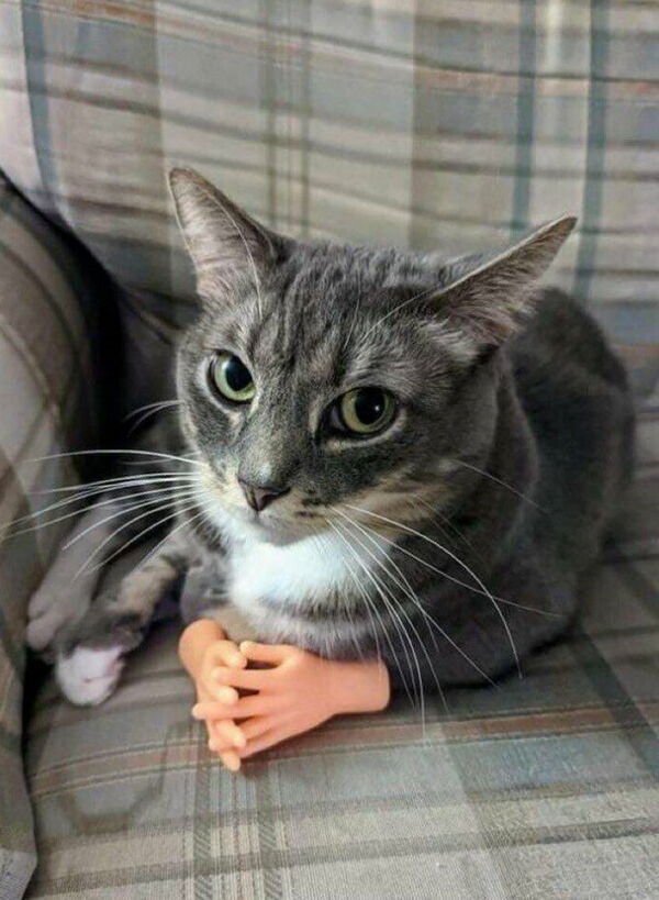 Funny Animals (55 pics)