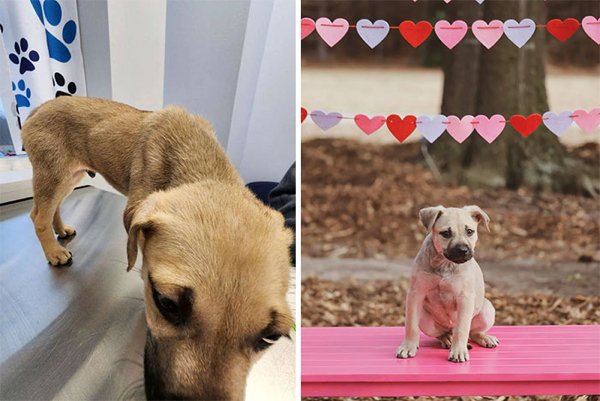 Dogs Before And After Adoption (30 pics)
