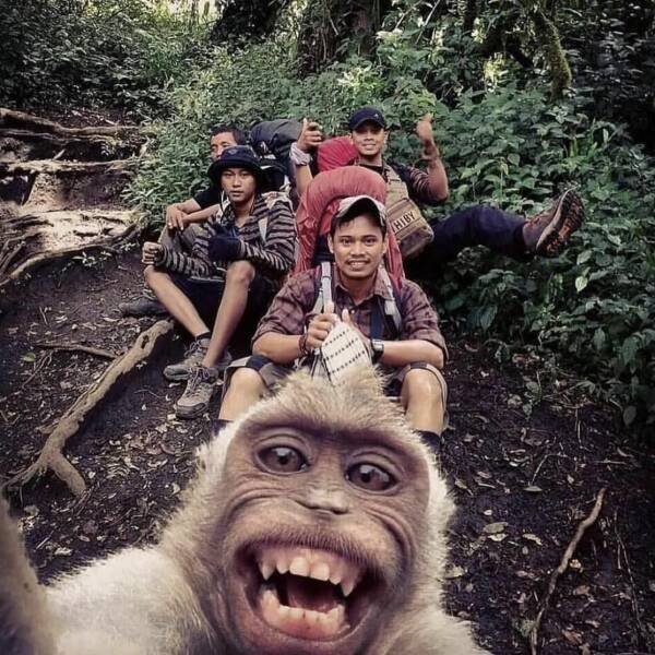 Funny Animals (55 pics)