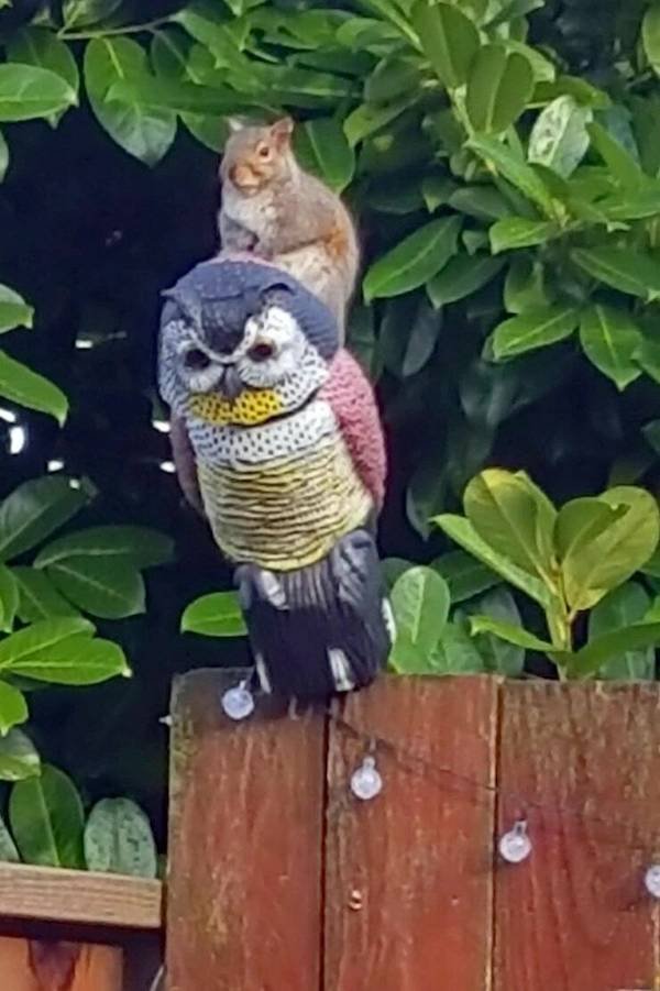 Funny Animals (55 pics)