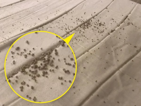 What Are These Things (16 pics)