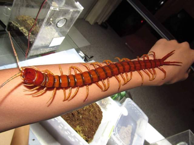 What Is Going On Here? (50 pics)