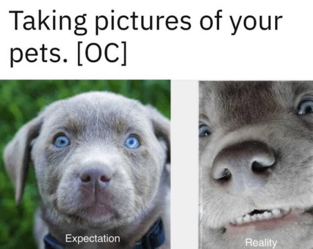 Expectations Against Reality (17 pics)