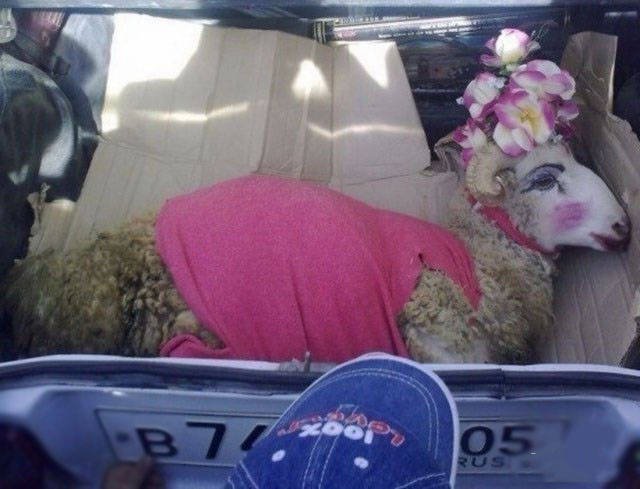 Strange Photos From Russia (41 pics)