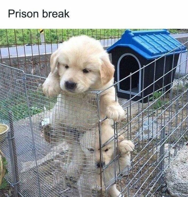 Memes With Animals (25 pics)