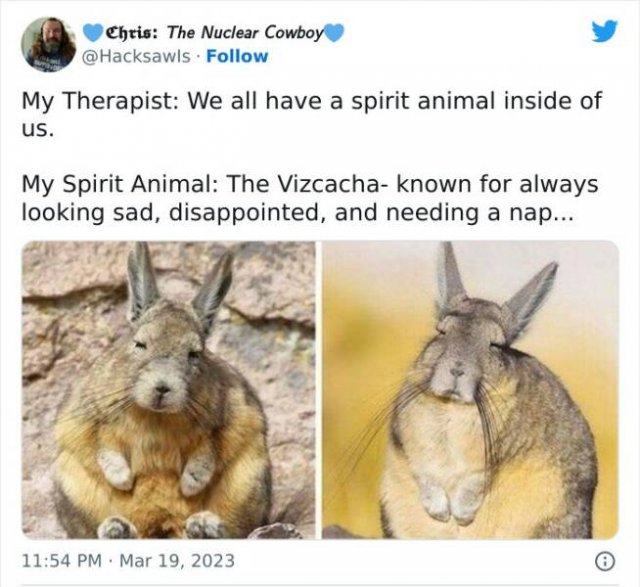 Memes With Animals (25 pics)