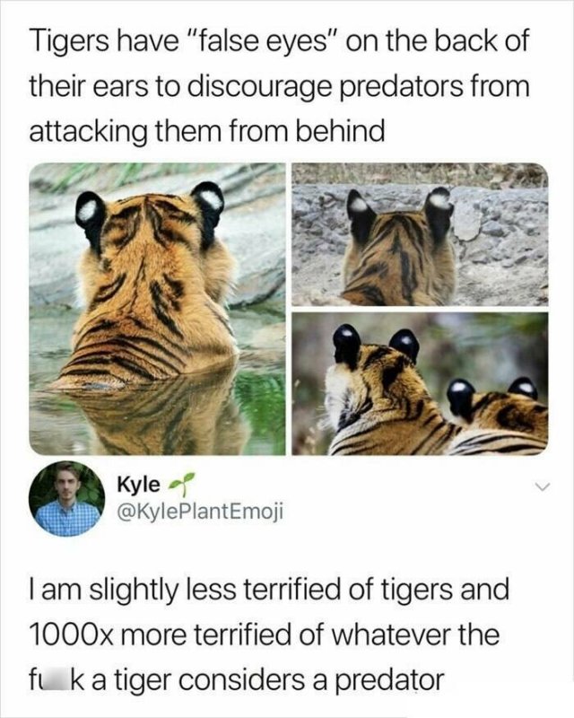 Memes With Animals (25 pics)