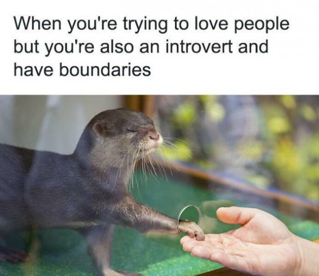 Memes With Animals (25 pics)