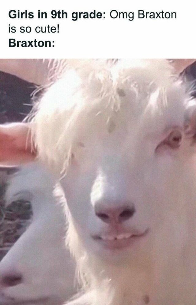 Memes With Animals (25 pics)