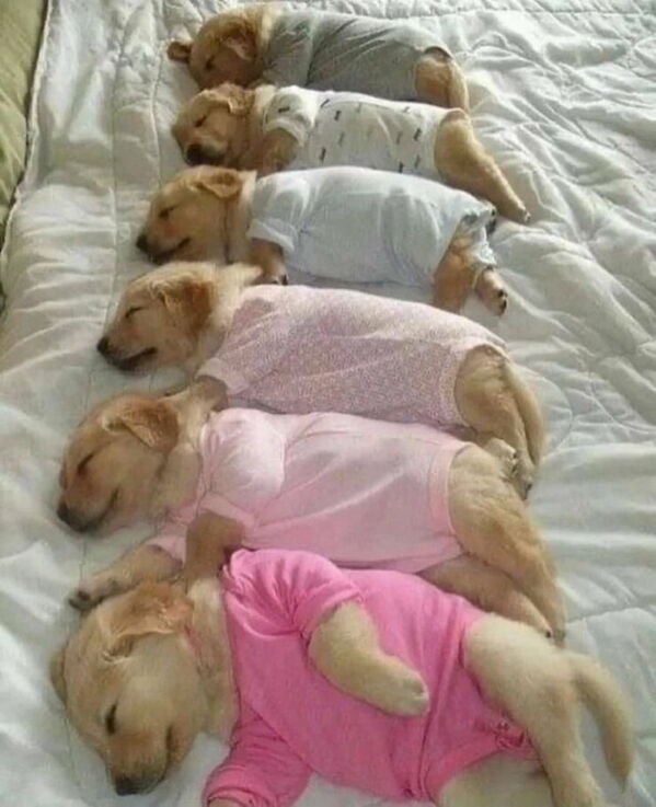 Cute And Funny Animals (21 pics)