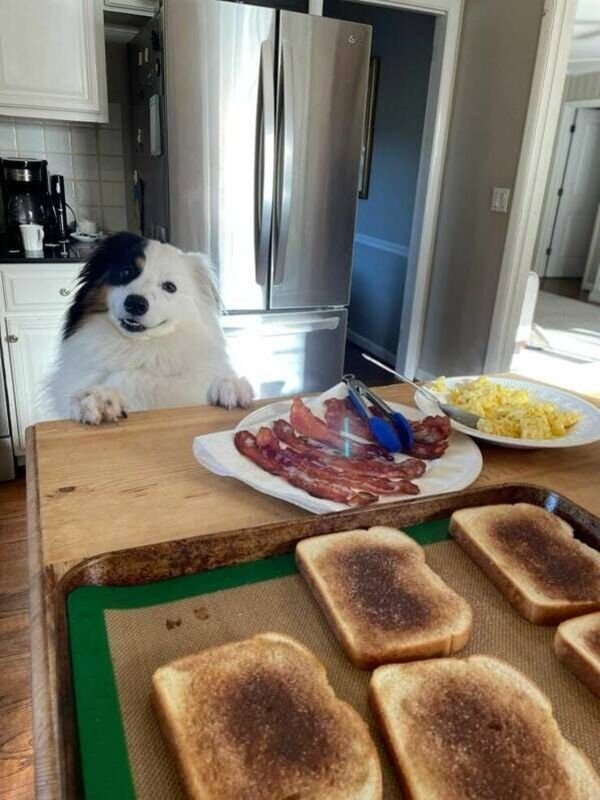 Cute And Funny Animals (21 pics)