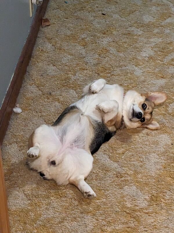 Cute And Funny Animals (21 pics)