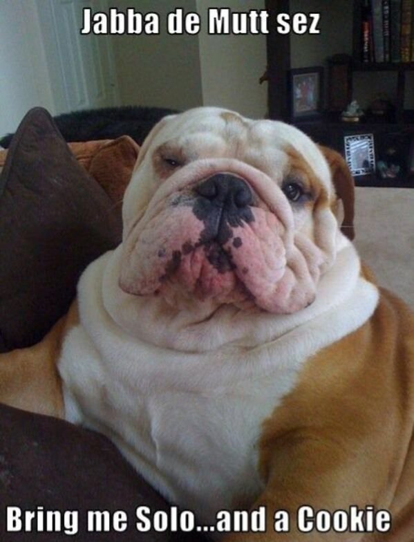 Cute And Funny Animals (21 pics)