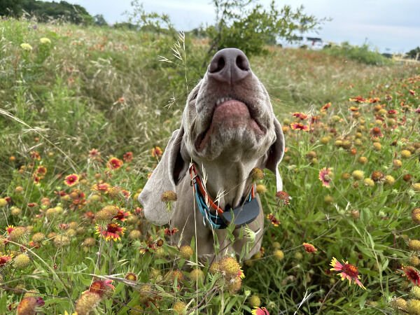Cute And Funny Animals (21 pics)