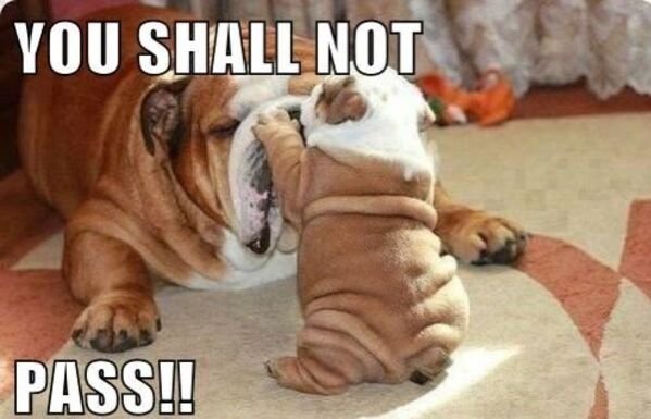 Cute And Funny Animals (21 pics)