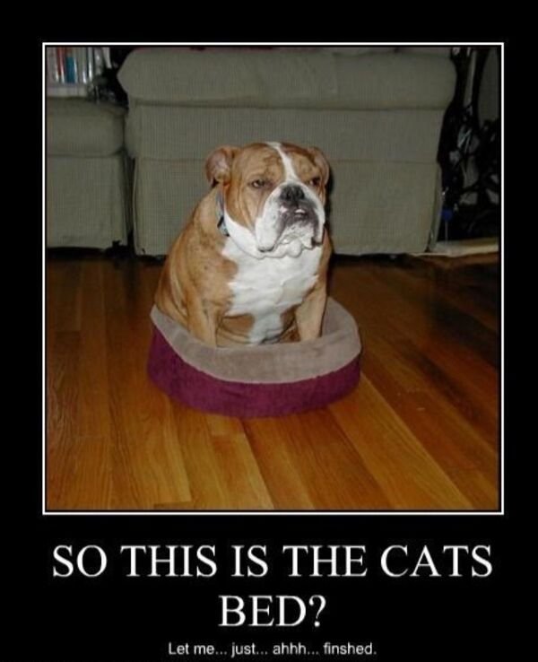 Cute And Funny Animals (21 pics)