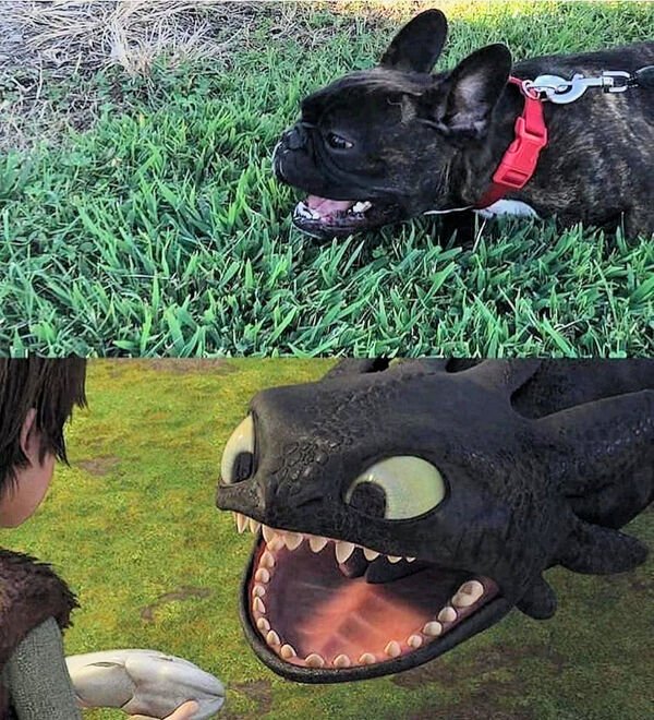 Cute And Funny Animals (21 pics)