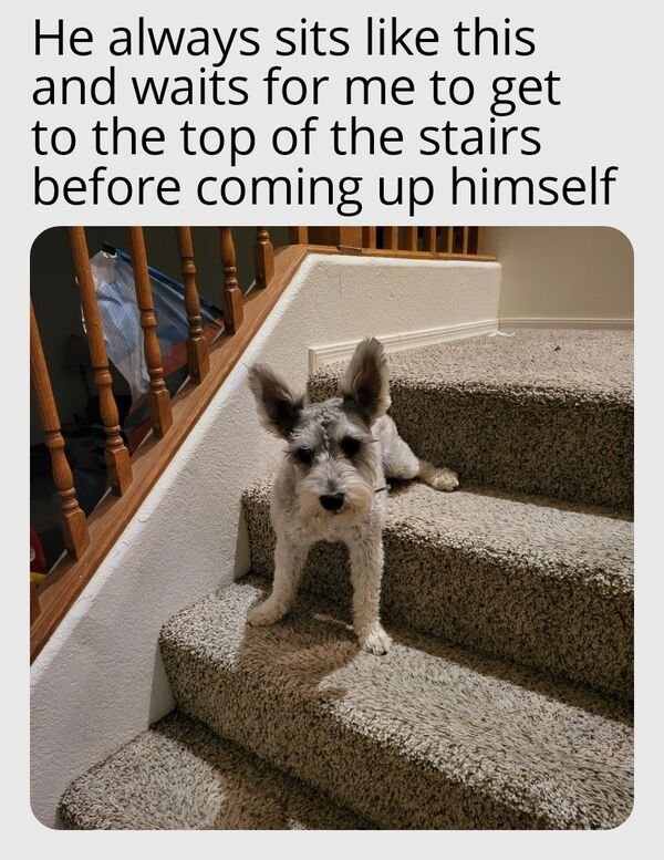 Cute And Funny Animals (21 pics)