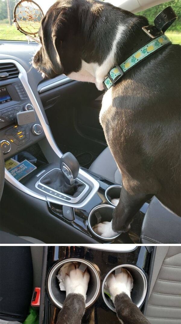 Cute And Funny Animals (21 pics)