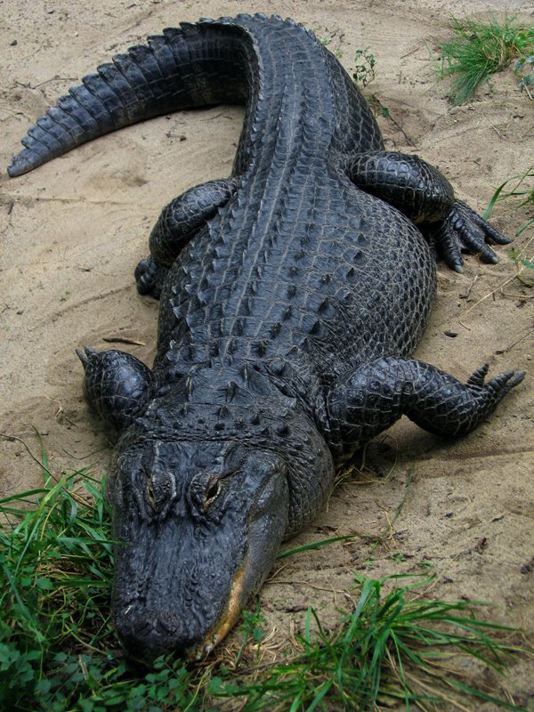 Animals That Were On The Brink Of Extinction But Came Back (25 pics)