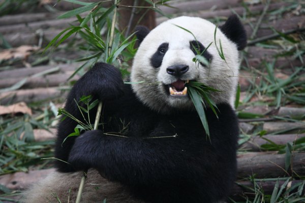 Animals That Were On The Brink Of Extinction But Came Back (25 pics)
