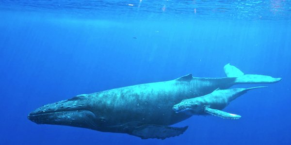 Animals That Were On The Brink Of Extinction But Came Back (25 pics)