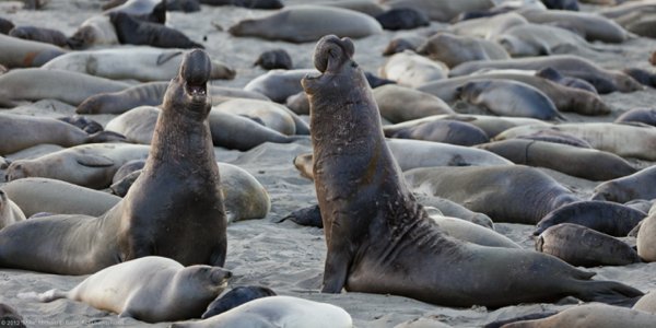 Animals That Were On The Brink Of Extinction But Came Back (25 pics)