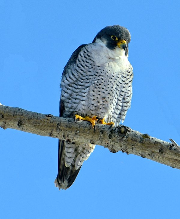 Animals That Were On The Brink Of Extinction But Came Back (25 pics)