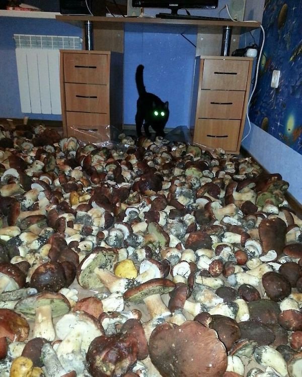 What Is Going On Here? (38 pics)