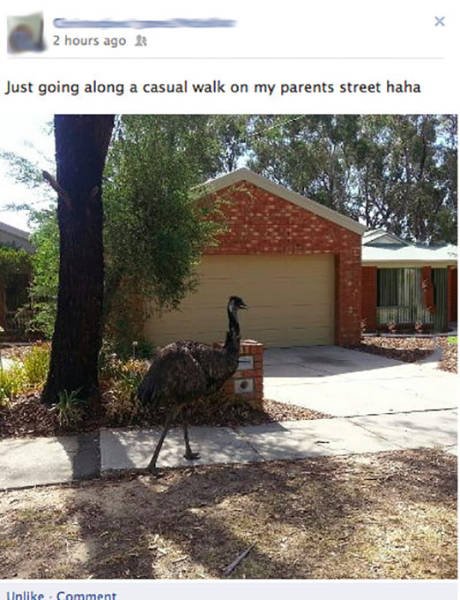 Unusual Things From Australia (43 pics)