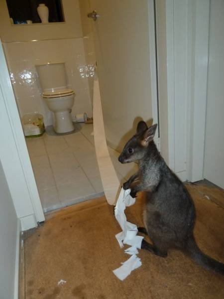 Unusual Things From Australia (43 pics)