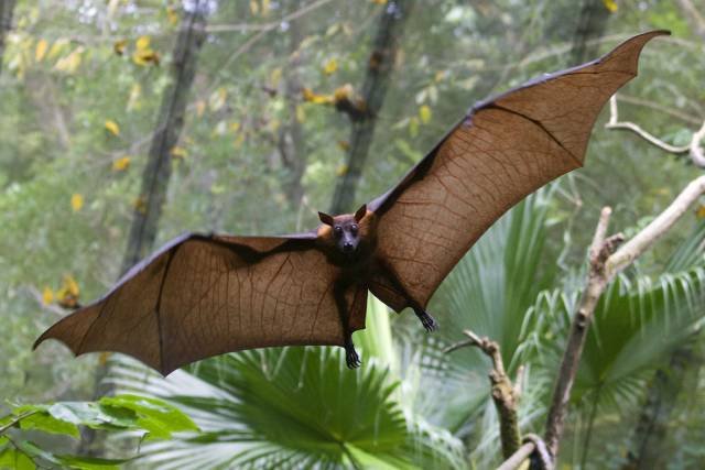 Unusual Things From Australia (43 pics)